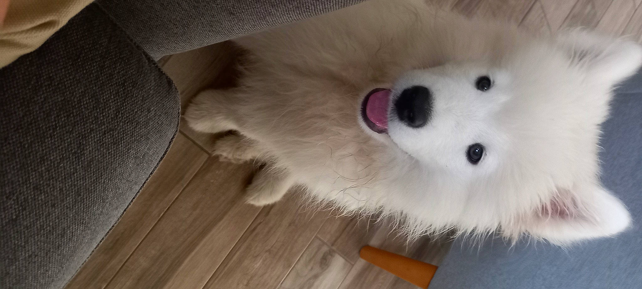 Saeko a rejoint le concours — aidez-le/la à gagner de superbes lots ! canidae, carnivore, companion_dog, dog, dog_breed, fawn, felidae, flooring, fur, hardwood, samoyed, snout, sporting_group, stuffed_toy, tail, varnish, volpino_italiano, whiskers, wood, wood_flooring