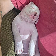 Marshmallow joined the competition — help win amazing prizes! puppy, sleeping, white_dog, person, arm, red_shirt, couch, relaxation, nap, pet, indoor, cute, animal, young_dog, paw, fur, rest, cozy, companion, domestic_animal