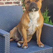 Urban a rejoint le concours — aidez-le/la à gagner de superbes lots ! dog, brown_dog, pet, animal, sitting, outdoor, chair, woven_chair, brick_wall, greenery, plant, fur, paw, canine, domestic_animal, relaxed, alert, snout, ears, companion