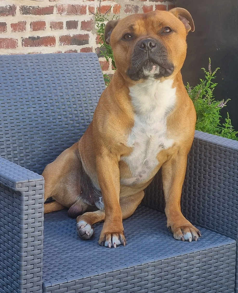 Urban a rejoint le concours — aidez-le/la à gagner de superbes lots ! dog, brown_dog, pet, animal, sitting, outdoor, chair, woven_chair, brick_wall, greenery, plant, fur, paw, canine, domestic_animal, relaxed, alert, snout, ears, companion