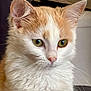cat, close_up, orange_cat, white_fur, green_eyes, whiskers, pet, indoor, curious, alert, feline, fur_texture, animal, portrait, mammal, cute, domestic_cat, head, ears, face