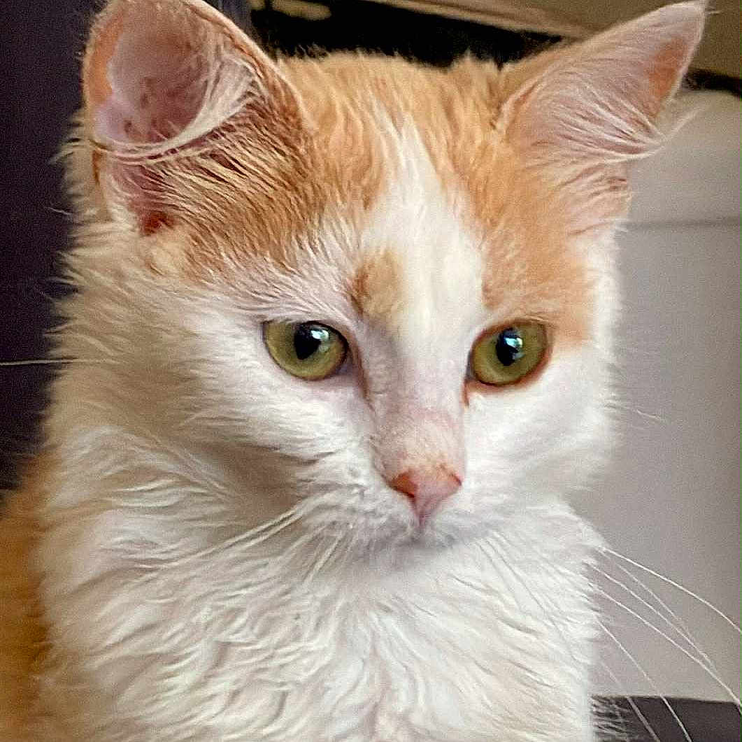 Elisabeth