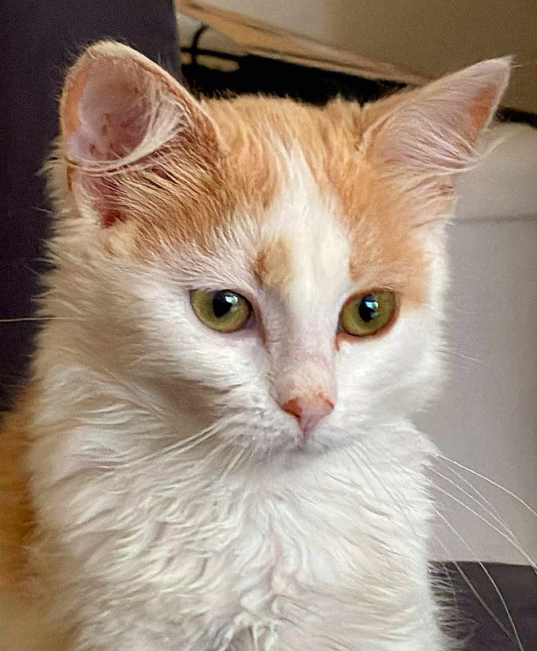 Elisabeth participe au concours pour gagner de l'argent avec cette photo : cat, close_up, orange_cat, white_fur, green_eyes, whiskers, pet, indoor, curious, alert, feline, fur_texture, animal, portrait, mammal, cute, domestic_cat, head, ears, face