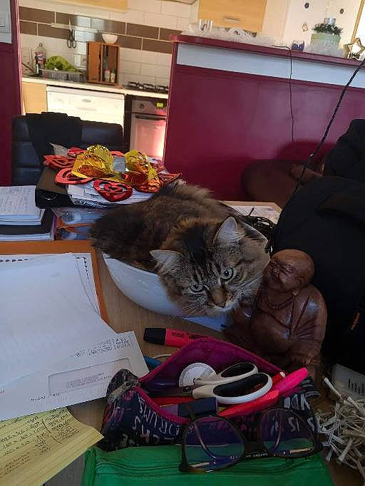 Yume participe au concours pour gagner de l'argent avec cette photo : bag, basket, cat, domestic_short_haired_cat, event, fast_food, felidae, food, fur, linens, luggage_and_bags, plate, room, sitting, small_to_medium_sized_cats, table, tableware, textile, vegetable, whiskers