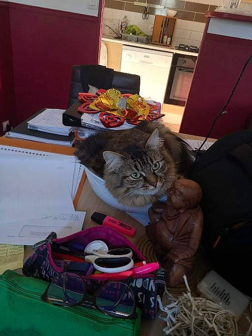 Yume participe au concours pour gagner de l'argent avec cette photo : art, artist, bag, basket, cat, chair, domestic_short_haired_cat, event, felidae, fun, fur, linens, luggage_and_bags, room, sitting, small_to_medium_sized_cats, thread, vegetable, visual_arts, whiskers