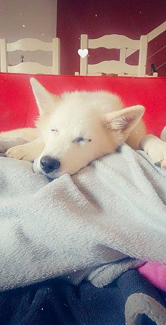 Stitch a rejoint le concours — aidez-le/la à gagner de superbes lots ! american_eskimo_dog, canidae, canis, carnivore, comfort, companion_dog, dog, dog_breed, fawn, flooring, fur, german_spitz_mittel, giant_dog_breed, non_sporting_group, samoyed, snout, spitz, sporting_group, whiskers, working_dog