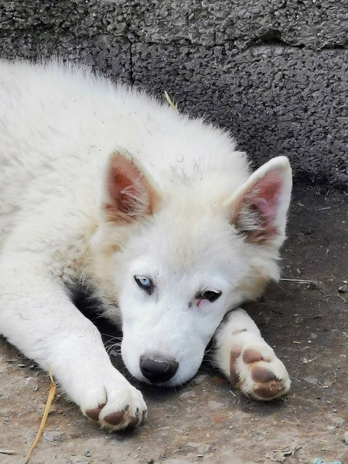 Stitch a rejoint le concours — aidez-le/la à gagner de superbes lots ! ancient_dog_breeds, canidae, canis, carnivore, companion_dog, dog, dog_breed, fang, fawn, foot, fur, herding_dog, jaw, non_sporting_group, snout, sporting_group, terrestrial_animal, whiskers, wildlife, working_dog