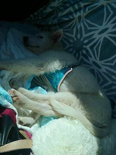 Stitch a rejoint le concours — aidez-le/la à gagner de superbes lots ! canidae, carnivore, comfort, companion_dog, dog, dog_breed, electric_blue, fawn, felidae, fur, linens, nap, small_to_medium_sized_cats, snout, sporting_group, tail, teddy_bear, whiskers, wool, woolen