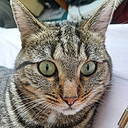 Brume a rejoint le concours — aidez-le/la à gagner de superbes lots ! cat, tabby, close_up, green_eyes, whiskers, ears, fur, pet, indoor, lying_down, face, animal, mammal, domestic_cat, cute, feline, portrait, relaxed, tabby_pattern, nose