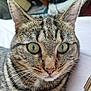 cat, tabby, close_up, green_eyes, whiskers, ears, fur, pet, indoor, lying_down, face, animal, mammal, domestic_cat, cute, feline, portrait, relaxed, tabby_pattern, nose
