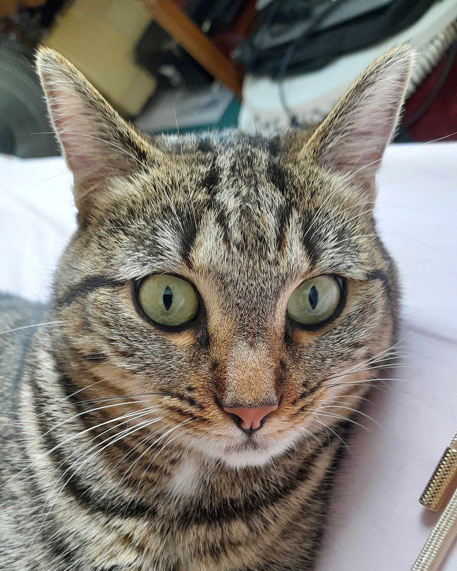 Brume a rejoint le concours — aidez-le/la à gagner de superbes lots ! cat, tabby, close_up, green_eyes, whiskers, ears, fur, pet, indoor, lying_down, face, animal, mammal, domestic_cat, cute, feline, portrait, relaxed, tabby_pattern, nose