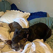 Willow is registered to the contest to win money with this photo: animal, bed, bedroom, blanket, bulldog, canine, couch, cushion, dog, furniture, homedecor, hound, indoors, labradorretriever, linen, pet, pointer, puppy, quilt, room