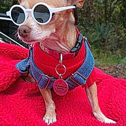 Chispa is registered to the contest to win money with this photo: accessory, chihuahua, collar, cute, denim, dog, ears, forest, harness, outdoor, paws, pet, portrait, red_blanket, red_sweater, service_dog, small_dog, sunglasses, tag, white_sunglasses