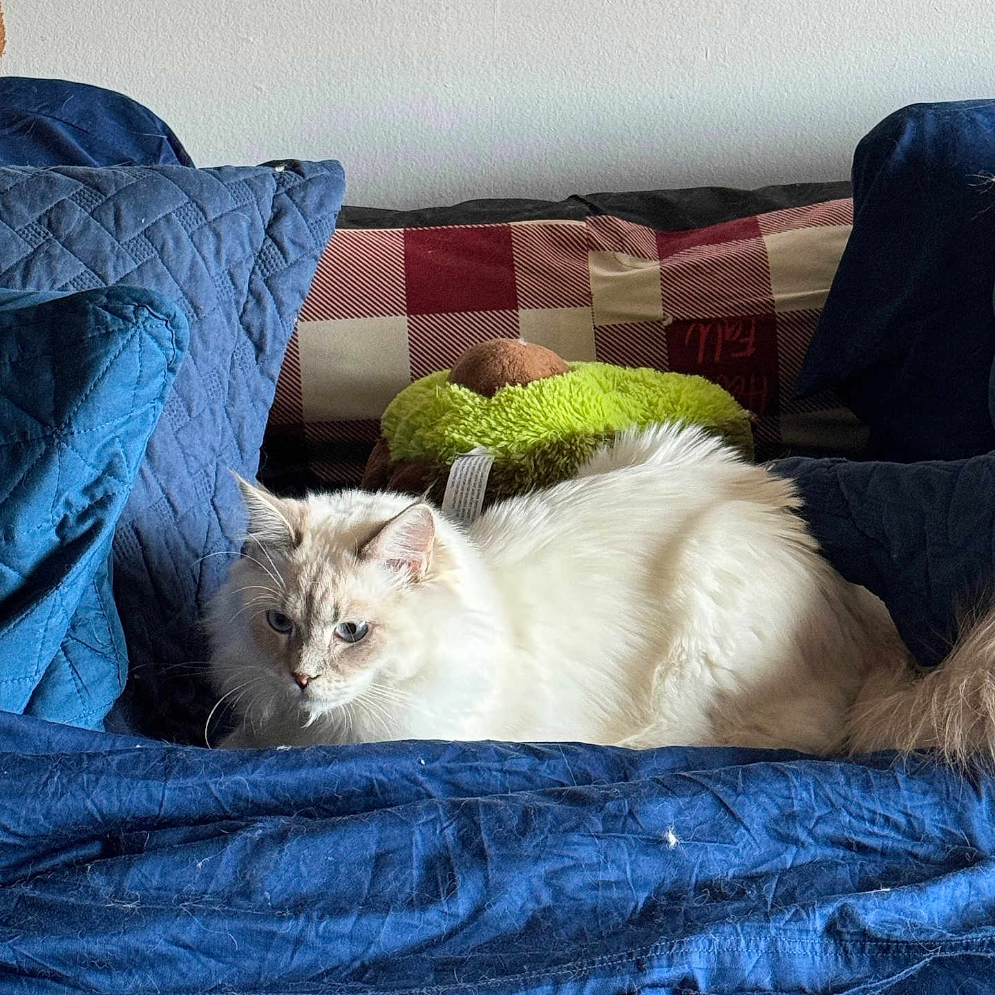 Rico joined the competition — help win amazing prizes! angora, animal, bed, bedroom, blanket, cat, clothing, couch, cushion, furniture, homedecor, indoors, jeans, kitten, linen, pants, pet, quilt, room, siamese