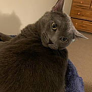 Ash is registered to the contest to win money with this photo: animal, blanket, carpet, cat, cozy, curious, ears, eyes, face, feline, fur, furniture, gray_cat, home, indoor, looking_back, pet, portrait, resting, whiskers