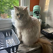 Vivaldi participe au concours pour gagner de l'argent avec cette photo : cat, fluffy, cream_colored, kitchen, counter, dish_rack, window, greenery, appliance, mixer, natural_light, indoor, pet, animal, tail, feline, household, domestic, fur, quiet