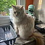 cat, fluffy, cream_colored, kitchen, counter, dish_rack, window, greenery, appliance, mixer, natural_light, indoor, pet, animal, tail, feline, household, domestic, fur, quiet