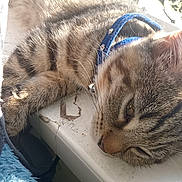 Treasure is registered to the contest to win money with this photo: animal, cat, closeup, collar, cozy, daylight, feline, fur, indoor, lace_curtains, paw, pet, relaxed, resting, sleepy, sunlight, tabby, whiskers, window, windowsill