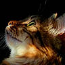 Génép a rejoint le concours — aidez-le/la à gagner de superbes lots ! animal, cat, closeup, cute, dark_background, domestic_cat, ears, feline, fur, lighting, looking_up, mammal, nature, orange_fur, pet, portrait, profile, side_view, tabby, whiskers