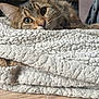 Tigrou a rejoint le concours — aidez-le/la à gagner de superbes lots ! abyssinian, animal, blanket, cat, couch, furniture, hardwood, homedecor, indoors, kitten, linen, manx, pet, quilt, rug, towel, wood