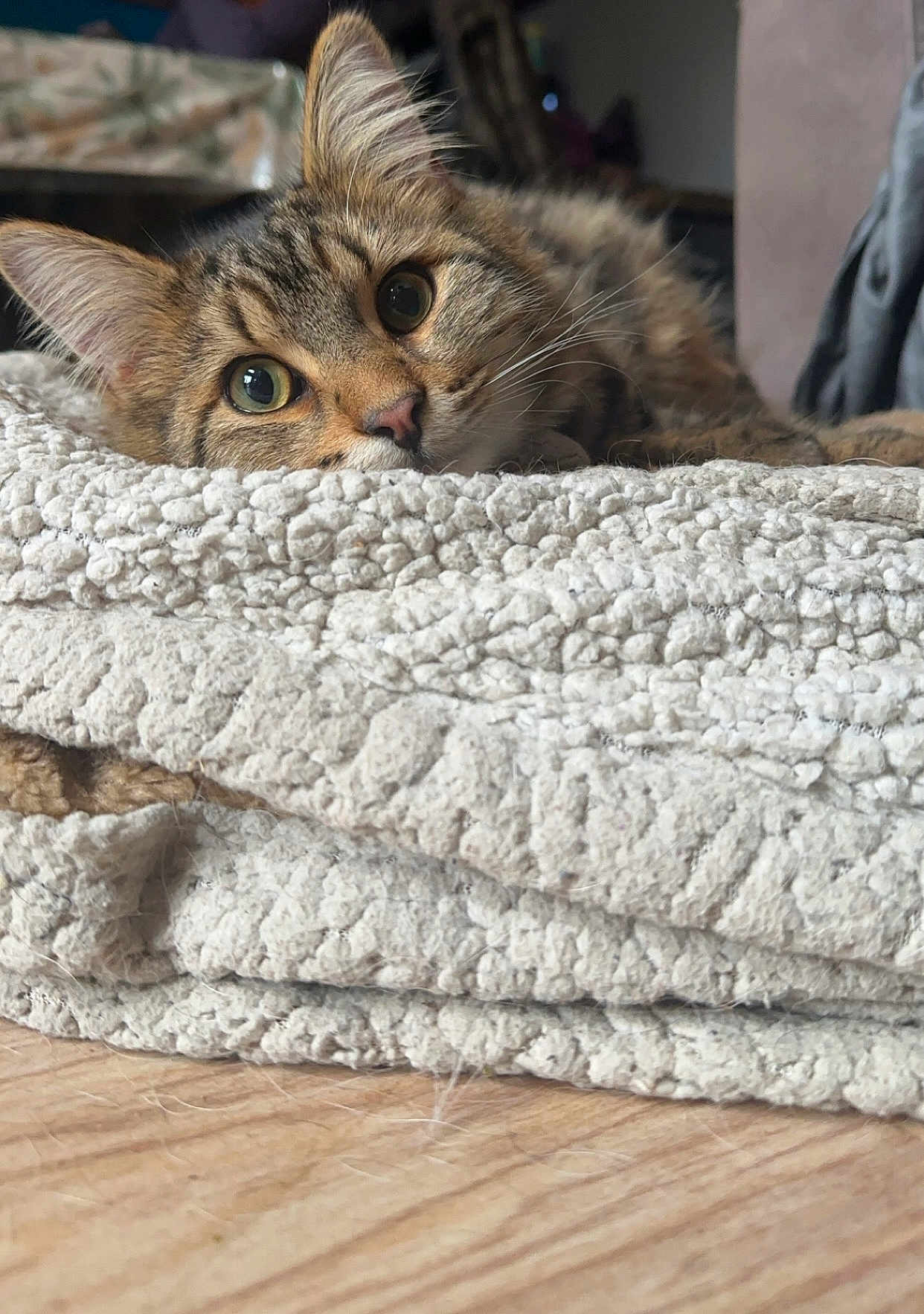 Tigrou a rejoint le concours — aidez-le/la à gagner de superbes lots ! abyssinian, animal, blanket, cat, couch, furniture, hardwood, homedecor, indoors, kitten, linen, manx, pet, quilt, rug, towel, wood