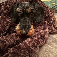 Perla participe au concours pour gagner de l'argent avec cette photo : dog, blanket, cozy, fur, pet, brown, snout, ears, bed, comfort, texture, closeup, resting, indoors, cute, animal, sleepy, face, portrait, warm