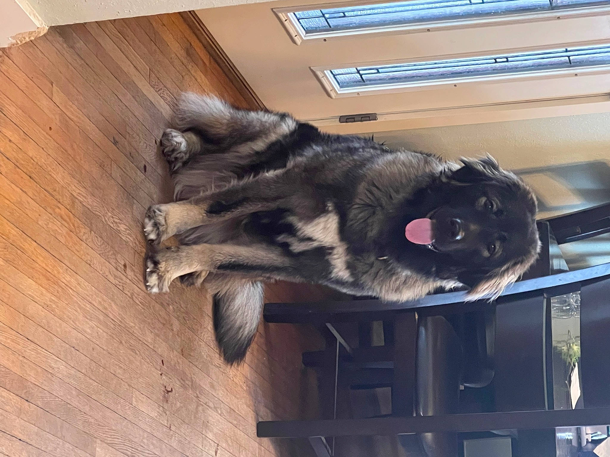 Freya joined the competition — help win amazing prizes! canidae, carnivore, cat, companion_dog, dog_breed, domestic_short_haired_cat, felidae, flooring, fur, hardwood, natural_material, plank, small_to_medium_sized_cats, tail, varnish, vertebrate, whiskers, wood, wood_flooring, wood_stain