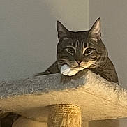 Nipsey joined the competition — help win amazing prizes! cat, tabby, pet, animal, feline, resting, cat_tree, indoor, fur, paw, relaxed, cute, whiskers, ears, face, looking, home, soft_light, wall, sitting