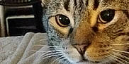 Nipsey is registered to the contest to win money with this photo: cat, tabby_cat, close_up, pet, collar, bell, whiskers, indoor, furniture, blanket, pattern, face, ears, animal, domestic, fur, resting, cute, eyes, relaxing
