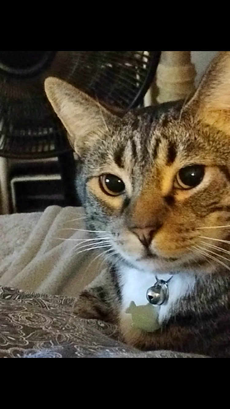 Nipsey is registered to the contest to win money with this photo: cat, tabby_cat, close_up, pet, collar, bell, whiskers, indoor, furniture, blanket, pattern, face, ears, animal, domestic, fur, resting, cute, eyes, relaxing
