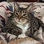 Nipsey joined the competition — help win amazing prizes! cat, tabby_cat, pet, feline, animal, collar, tag, whiskers, paw, blanket, cozy, indoor, resting, striped, fur, cute, domestic_animal, mammal, relaxed, soft