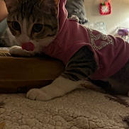 Angel is registered to the contest to win money with this photo: cat, animal, pet, indoor, hoodie, clothing, pink, curious, feline, tongue_out, carpet, wooden_surface, cozy, blurred_background, tabby, white_paws, cute, young_cat, domestic_cat, soft_lighting