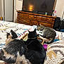 Bagherra joined the competition — help win amazing prizes! cat, bedroom, blanket, furniture, television, wooden_dresser, pet_bed, sleeping_cat, black_cat, tabby_cat, long_hair_cat, indoor, cozy, resting, animal, domestic_cat, pets, relaxing, home, soft_texture
