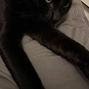 Bagherra joined the competition — help win amazing prizes! black_cat, cat, pet, animal, feline, stretching, paw, indoor, soft_surface, gray_background, whiskers, alert, closeup, mammal, domestic_animal, fur, relaxed, home, cute, night