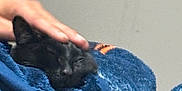 Bagherra is registered to the contest to win money with this photo: black_cat, cat, blanket, blue_blanket, petting, hand, cozy, sleeping_cat, indoor, furry, soft_texture, comfort, affection, resting, animal, cute, domestic_cat, nap, relaxation, close_up