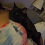 Bagherra joined the competition — help win amazing prizes! cat, black_cat, sleeping, snuggling, person, tie_dye_shirt, indoor, lamp, cozy, resting, pet, animal, comfort, close_up, relaxing, dark, furniture, home, casual, nap