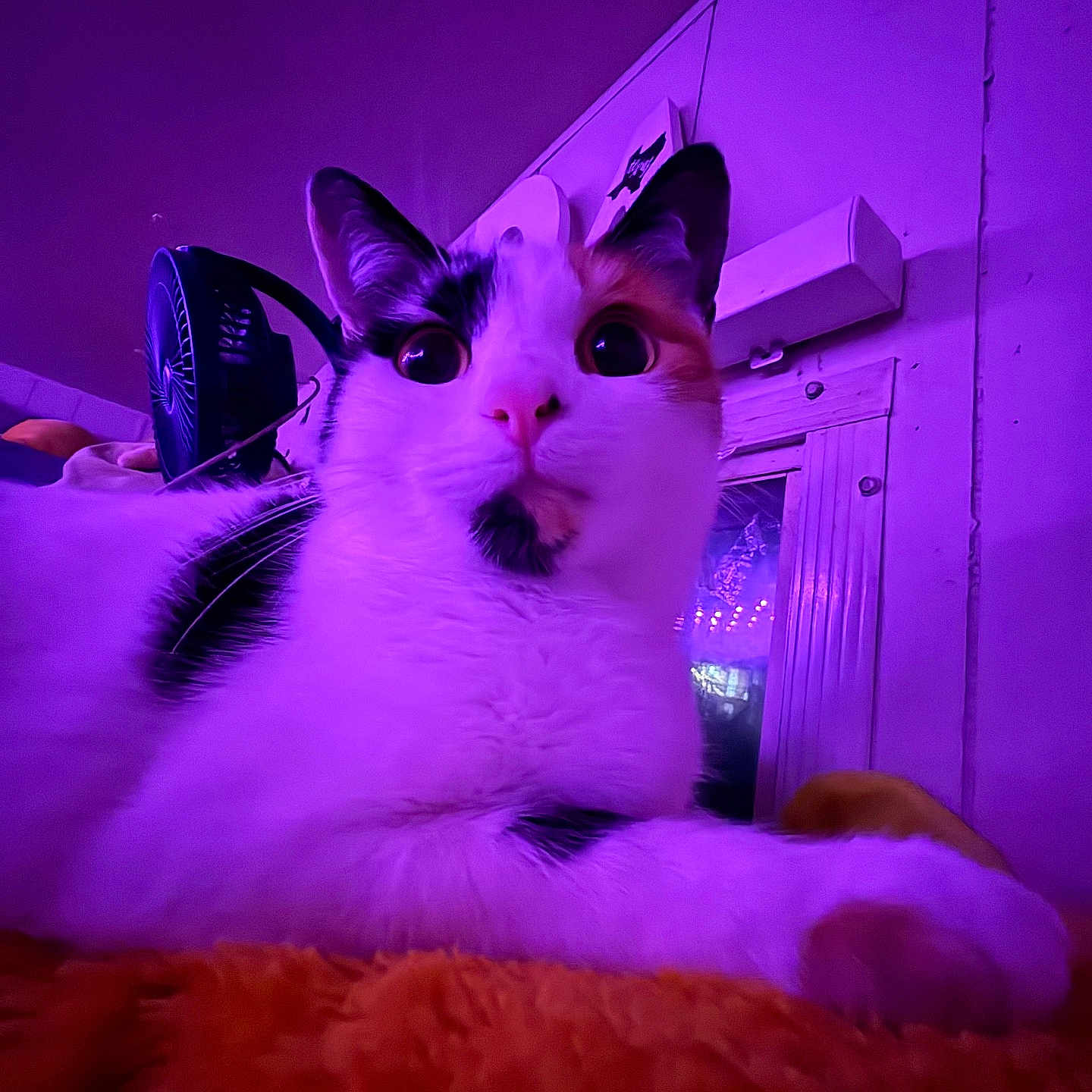 Kuri is registered to the contest to win money with this photo: cat, calico_cat, indoor, purple_light, orange_fabric, curious, wide_eyes, feline, pet, resting, furry, animal, whiskers, ear, nose, paw, window, fan, cozy, close_up