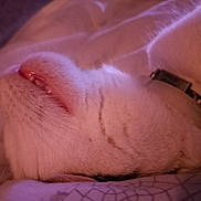 Pop a rejoint le concours — aidez-le/la à gagner de superbes lots ! cat, white_cat, close_up, sleeping, collar, pet, feline, whiskers, fur, relaxed, cozy, indoor, soft_lighting, resting, animal, cute, face, nose, ears, bed