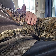 Emmers is registered to the contest to win money with this photo: cat, clothing, comfort, couch, cozy, curtain, feline, fur, hand, home, indoor, lap, natural_light, person, pet, relaxation, resting, striped, tabby, window