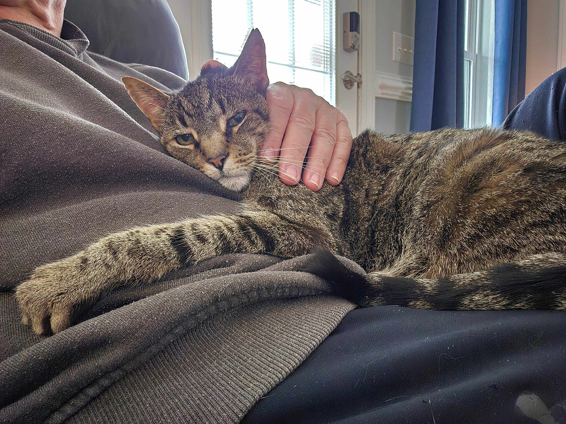 Emmers is registered to the contest to win money with this photo: cat, clothing, comfort, couch, cozy, curtain, feline, fur, hand, home, indoor, lap, natural_light, person, pet, relaxation, resting, striped, tabby, window