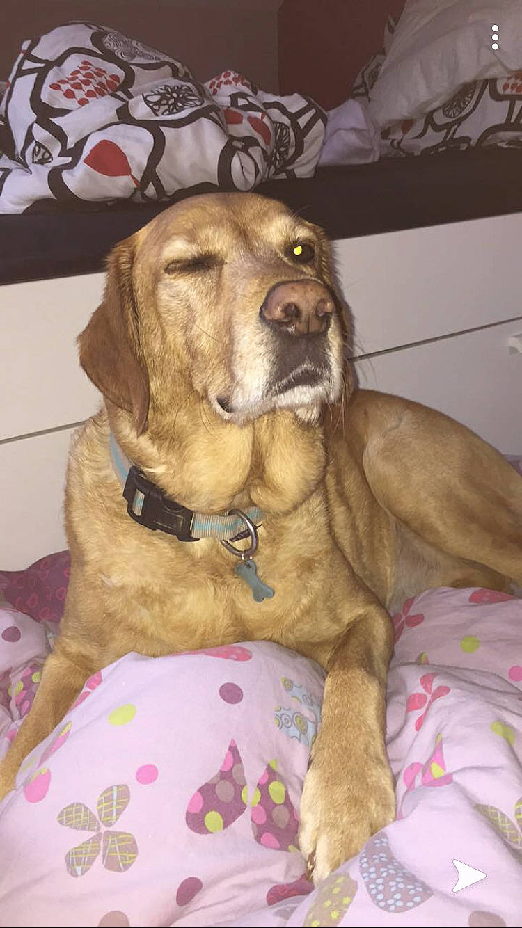 Cali a rejoint le concours — aidez-le/la à gagner de superbes lots ! beagador, bloodhound, broholmer, canidae, carnivore, companion_dog, dog, dog_breed, fawn, fila_brasileiro, mammal, rare_breed_dog, sporting_group, vertebrate