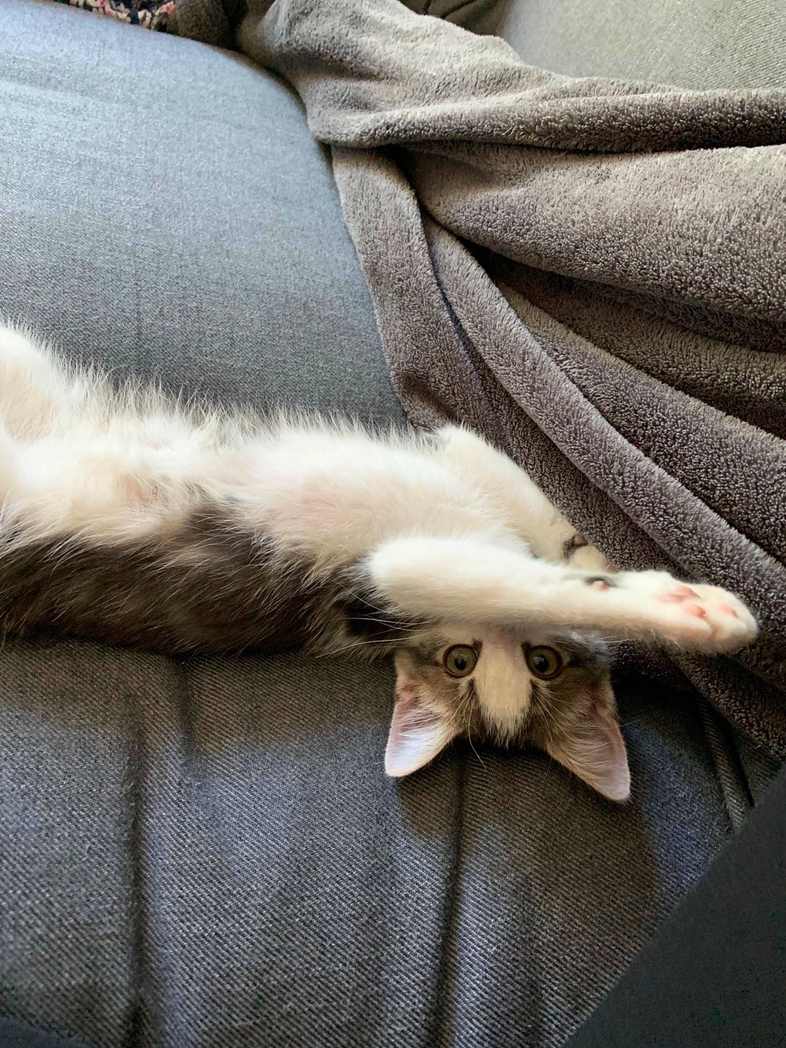 Grenadine participe au concours pour gagner de l'argent avec cette photo : carnivore, cat, claw, felidae, fur, kitten, paw, polydactyl_cat, small_to_medium_sized_cats, tail, whiskers