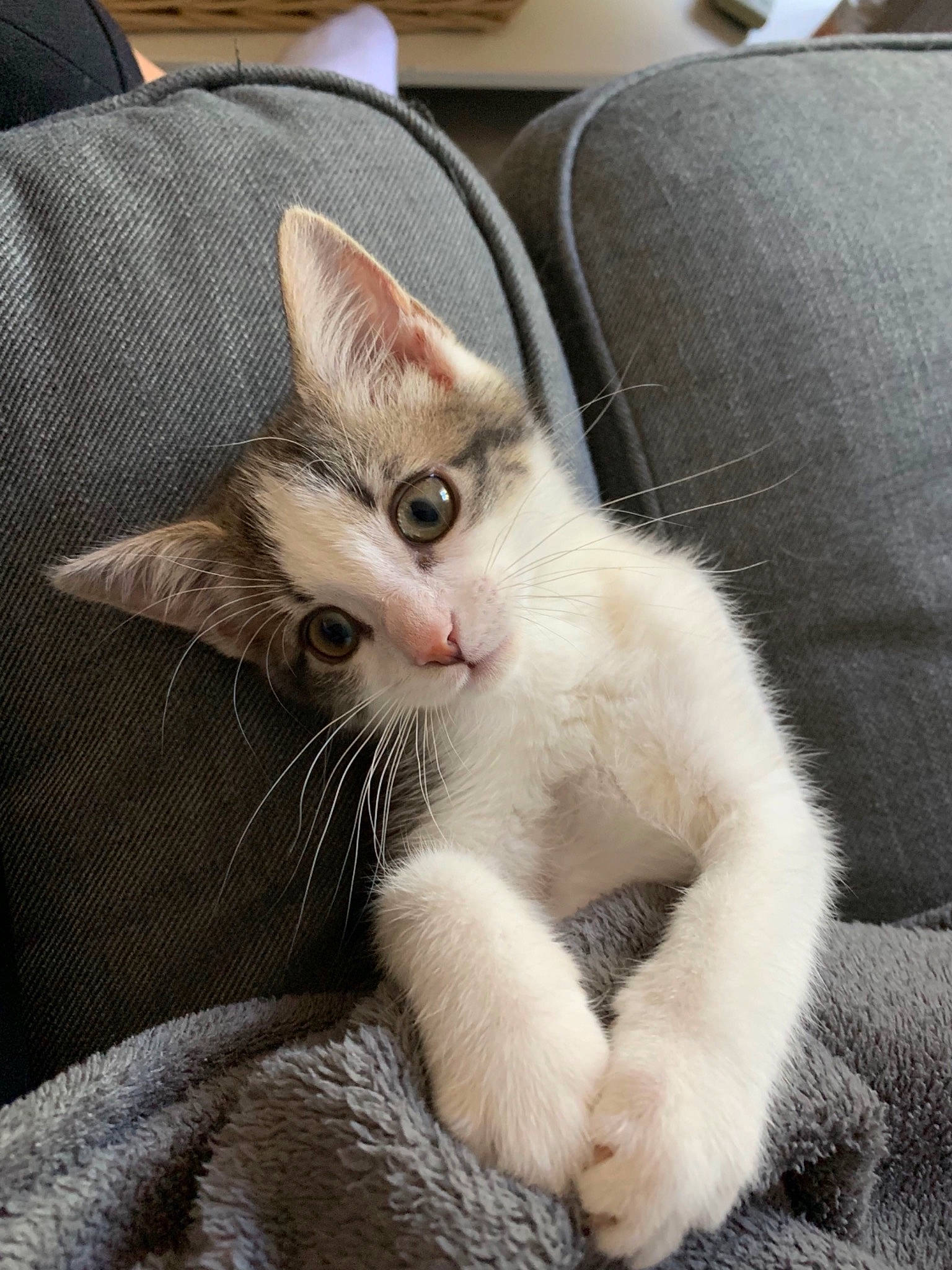 Grenadine a rejoint le concours — aidez-le/la à gagner de superbes lots ! aegean_cat, asian, burmilla, carnivore, cat, colorpoint_shorthair, domestic_short_haired_cat, ear, fawn, felidae, fur, german_rex, javanese, kitten, mammal, singapura, small_to_medium_sized_cats, vertebrate, whiskers