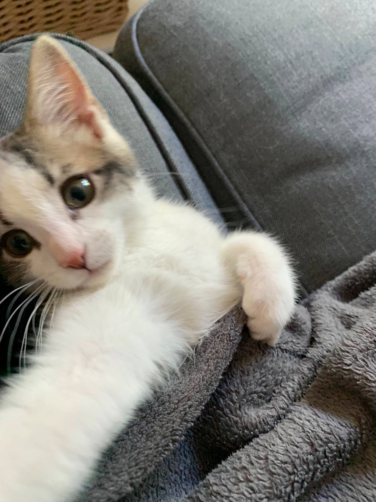 Grenadine a rejoint le concours — aidez-le/la à gagner de superbes lots ! aegean_cat, american_wirehair, asian, burmilla, carnivore, cat, claw, domestic_short_haired_cat, ear, european_shorthair, felidae, fur, kitten, mammal, paw, polydactyl_cat, small_to_medium_sized_cats, turkish_angora, vertebrate, whiskers