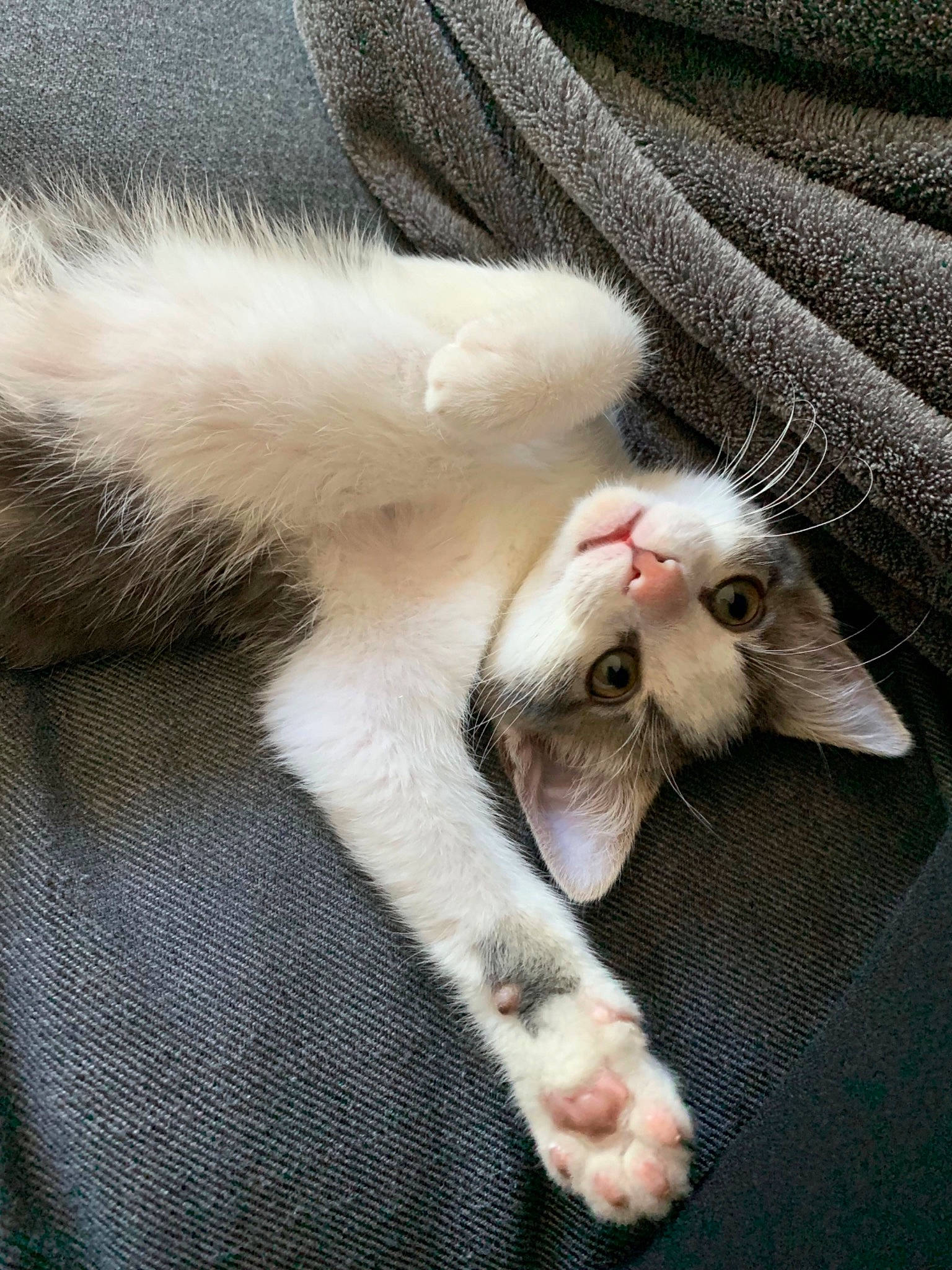 Grenadine a rejoint le concours — aidez-le/la à gagner de superbes lots ! aegean_cat, carnivore, cat, claw, ear, fawn, felidae, fur, kitten, leg, paw, polydactyl_cat, small_to_medium_sized_cats, tail, turkish_angora, turkish_van, whiskers