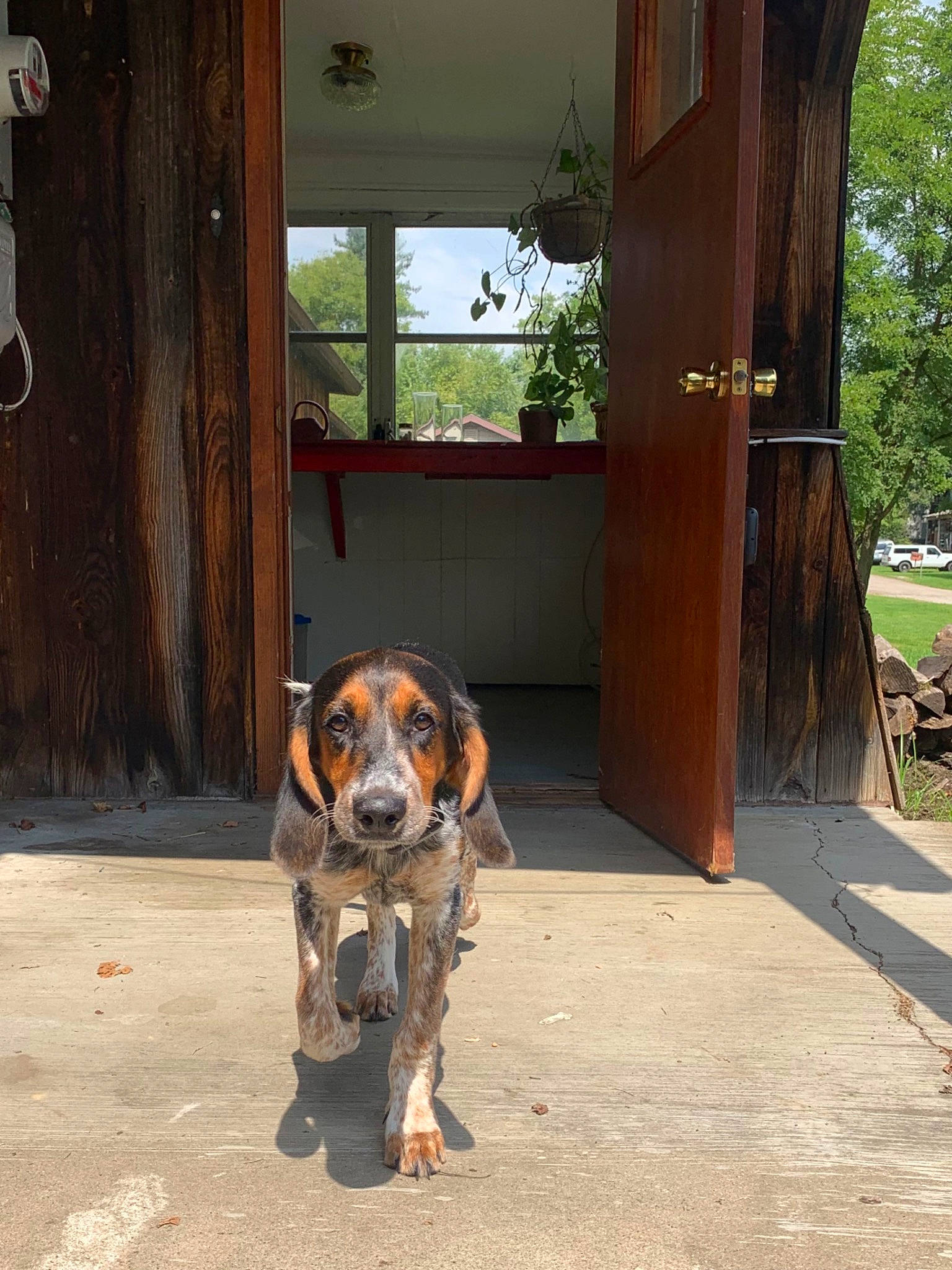 Doc is registered to the contest to win money with this photo: asphalt, building, carnivore, collar, companion_dog, dog, dog_breed, door, fawn, floor, flooring, hardwood, plant, road_surface, snout, sporting_group, tints_and_shades, tree, window, wood