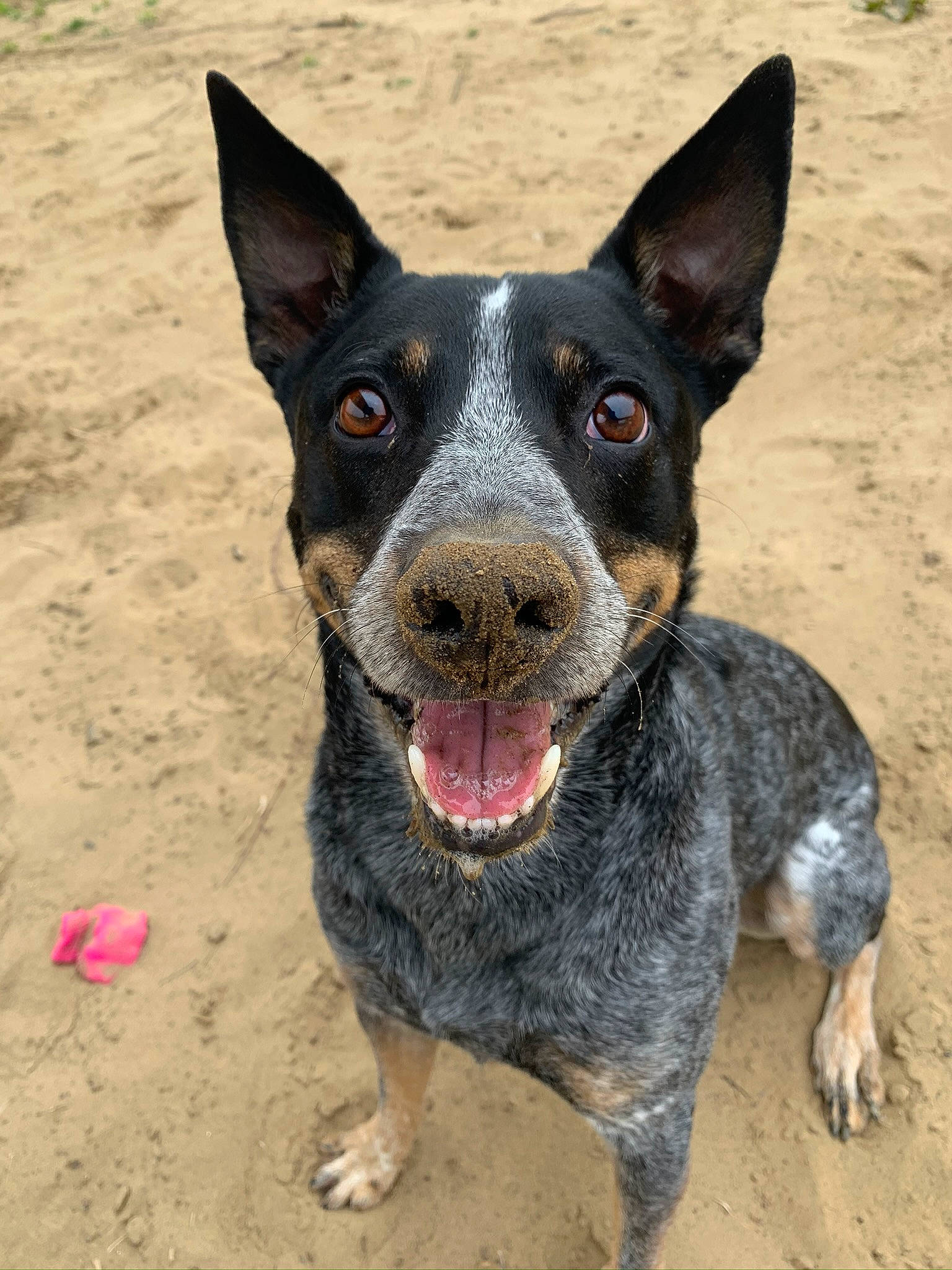Hank joined the competition — help win amazing prizes! art, canidae, carnivore, collar, companion_dog, dog, dog_breed, eye, herding_dog, non_sporting_group, paw, snout, soil, sporting_group, terrestrial_animal, texas_heeler, whiskers, working_animal, working_dog