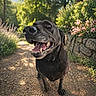 dog, black_dog, smiling, happy, outdoor, path, gravel, flowers, greenery, sunlight, nature, summer, pets, canine, tongue_out, walking, garden, stone_wall, daytime, animal