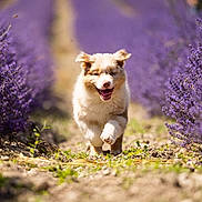 Aston a rejoint le concours — aidez-le/la à gagner de superbes lots ! puppy, dog, running, lavender, flower_field, outdoor, nature, happy, cute, young_animal, pathway, greenery, sunlight, summer, animal, furry, pet, fluffy, blossom, purple