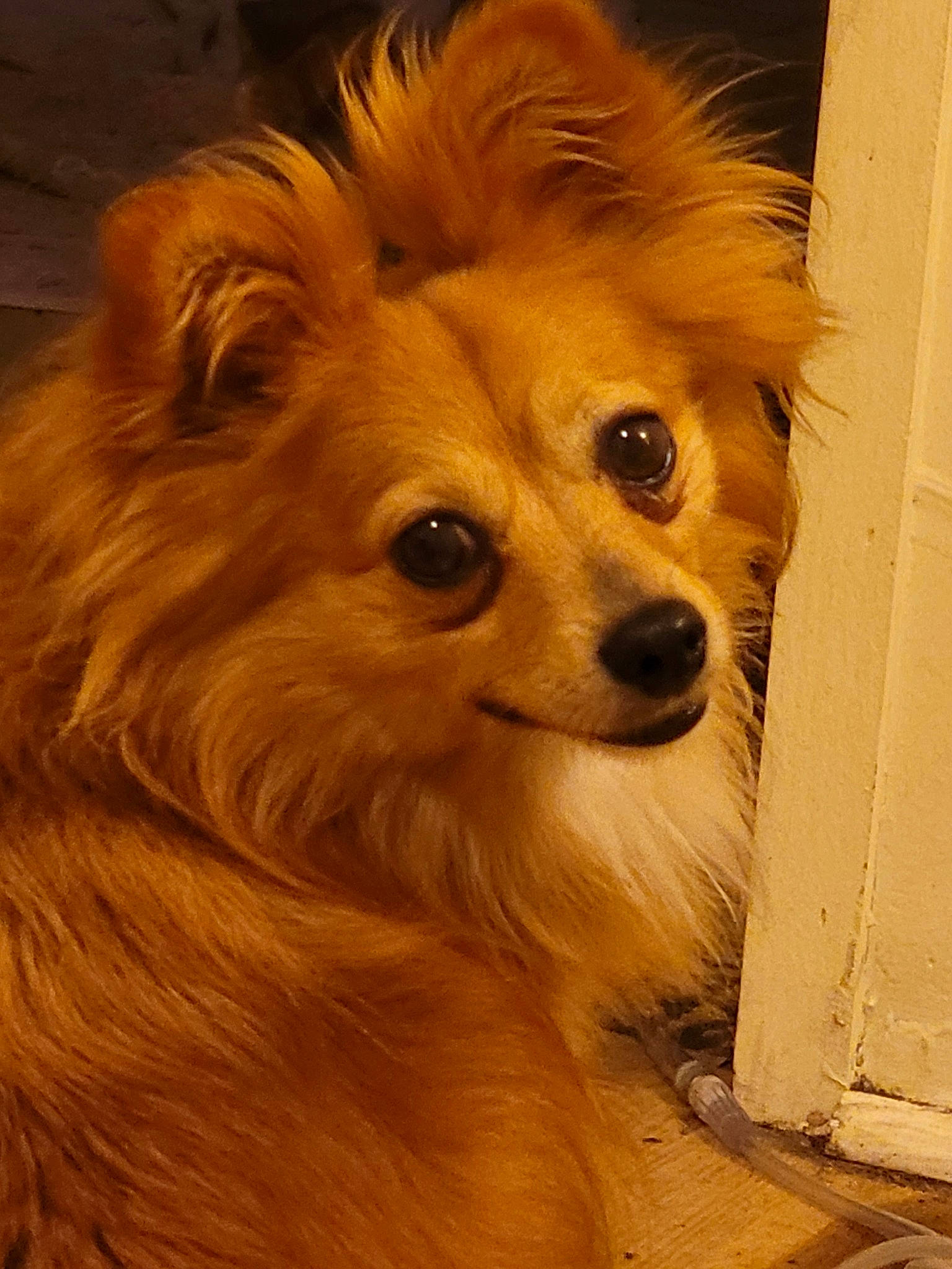 Chloe joined the competition — help win amazing prizes! canidae, carnivore, companion_dog, dog, dog_breed, fawn, fur, german_spitz, german_spitz_klein, liver, snout, sporting_group, toy_dog, volpino_italiano, whiskers